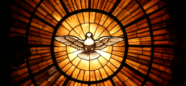 dove in window