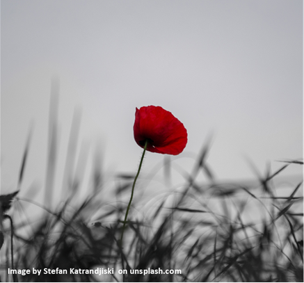 Single Poppy in field