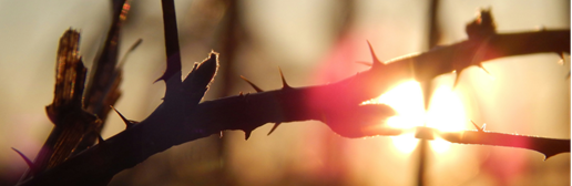 thorns in sunlight